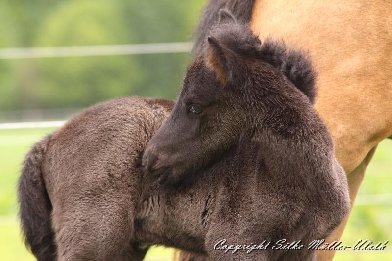 Konstantin u.JPG - Konstantin von Heidmoor 2 Tage alt